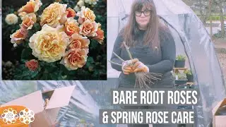 Bare Root Roses | Potting Up and Spring Rose Care