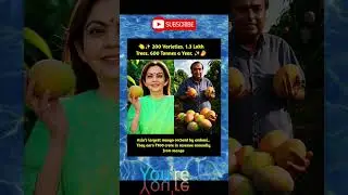 Mukesh Ambani&rsquo;s 600-acre mango orchard in Jamnagar, home to 1.3 lakh trees across 200 varieties,
