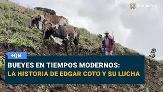 Bueyes en tiempos modernos: la historia de Edgar Coto y su lucha por la tradición