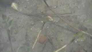 ヒメカイエビ(Limnadiidae) #4