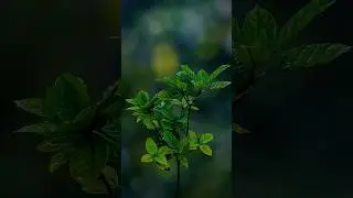Dramatic Lighting Techniques in Light & Shadow Photography