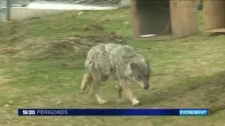 Trois loups arrivent au parc du Thot en Dordogne