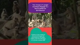 Langur monkey Fight and sounds #shorts