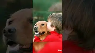 Animals and human #animals #species #animalshorts #animalsfacts #animalsworld #animalsandhumans