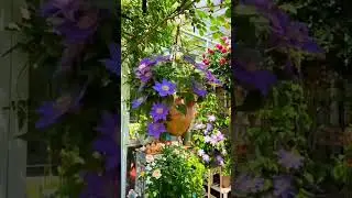 Thanks For Being a Part Of My Outdoor Garden Journey🌸🪴#gardening #garden #oasis #asmr #nature