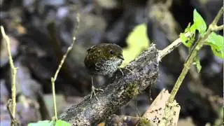 Pygmy Wren-babbler (Pnoepyga pusilla)