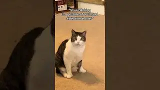 He is buffering, please wait&bull;&bull;/#stacy #buffering #love #trendingshorts #trending #fyp #ytshorts #cat
