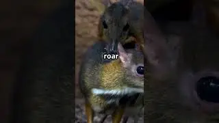 Chevrotain &ndash; The Tiny Fanged Deer That Walks Like It&rsquo;s Wearing Heels 🦌👠 #Endangered #Shorts