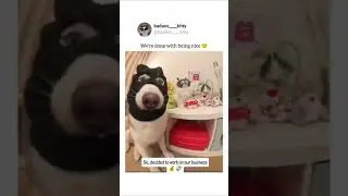 #animalcomedy #funnyvideos #viralanimalvideo