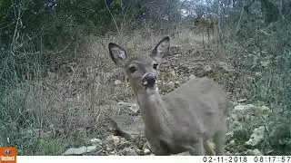 Texas Trail Cam Compilation 2-18-18