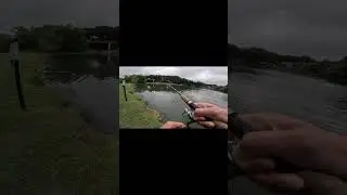Fishing a new pond 1 bass caught on a wacky rig