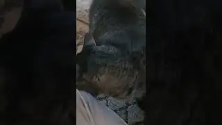 Canned mice again??!!#CAT#CATS#FELINE#FELINES#ROCK#ROCKMUSIC#HAIRMETAL#PET#PETS#CATVIDEO#CATVIDEOS