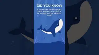 Did You Know? 5 Mind-Blowing Facts About the Blue Whale&rsquo;s Brain 🌊🧠 #shorts  #didyouknow  #facts