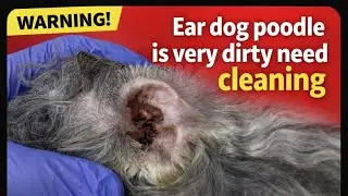 Cleaning ear dog.