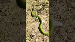 #green #kill #back #snake #release #viral #video #youtubeshorts #animal #lover #snake #friend