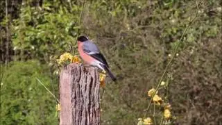 Mystic Life of Birds - Ron Murvihill