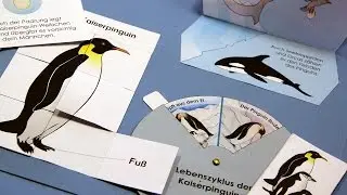 Pinguin Lapbook