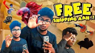 Imported Guppies and bettas combo offer 😱🎉free shipping all india #ktaquarium #combooffer #guppies