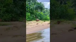 The jaguar captured a large capybara with lightning speed #wildlife #animals #wildlifeentertainment
