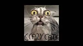 Сумасшедшие кошки плохо себя ведут! #кошки