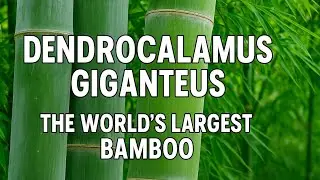 World Environment Day 2025: Meet Dendrocalamus giganteus, the Second-Largest Bamboo on Earth #giant