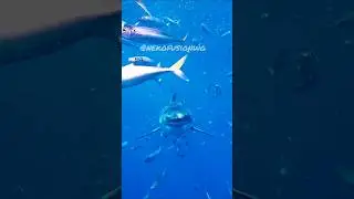 The very Dangerous shark in sea 😱 #anime #ai #shorts #feed #memeshark