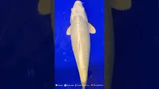 💰 อยากเสริมดวงการเงินลองเริ่มจากบ่อปลา 🐟