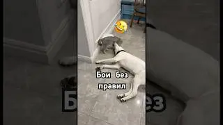 Эпичный прыжок кота в конце🤣 решил исход 🤣 #cat #dog #catanddog #gromandmol