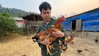 Raising Chickens at Home &ndash; and How to Raise Bamboo Rats for Food ly Quy&ecirc;t farm