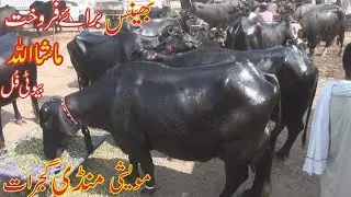 مویشی منڈی گجرات کے سستے ریٹ والی بیھنسیں 2020 Super Punjab tv