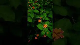 #rain #rainbowsixsiege #villagelife #villagevlog #village #flowers #florida flo #pushpa