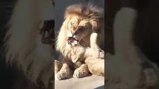 Killing the cubs | infanticide by male lions