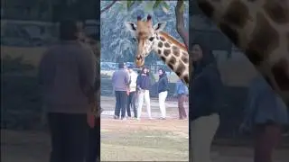#giraffe #danger #attack #play #park #reels #animals #magic #power #cricketlover #funny #lion #love