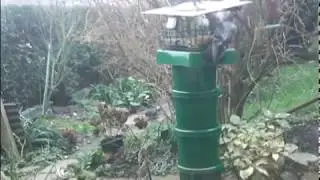 Pigeons are annoyed that seed tray pigeon proof, but they still try