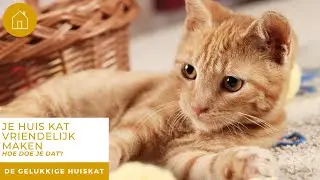 JE HUIS KATVRIENDELIJK MAKEN, HOE DOE JE DAT? - De gelukkige huiskat | Kattengedrag