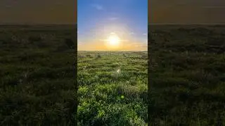 Animals of Paynes Prairie, Alachua County Florida