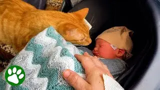 Woman gives birth to cat’s soulmate