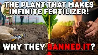 This Plant Replaces Fertilizer FOREVER — WHY Did the FDA Ban It?