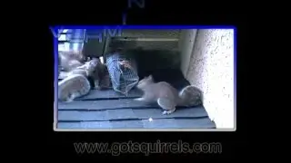 Verminators Squirrel Safety Exit Tunnel 🐾 - Juvenile Squirrels Exit