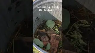 Chicken Shit Garbage Can Garden Fertilizer Follow Up