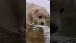 cute little dog video for animals lovers #cuteanimals #viralreel #viralanimals #animals #animallife
