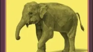 George Orwell&rsquo;s &lsquo;Shooting an Elephant&rsquo;| Summary, Themes & Symbolism