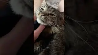 If you love cats keep your heart most high.