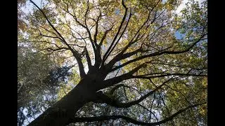 The Power of Trees
