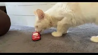 Clara Gets a Visit from Viggo the Chihuahua | Maine Coon Kitten Meets a Dog