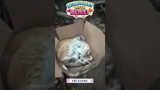 😼 Cats & Lynxes Are So Different, Yet Wildly Alike!