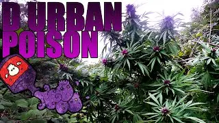 Durban Poison Guerilla Grow - From Seed to Harvest