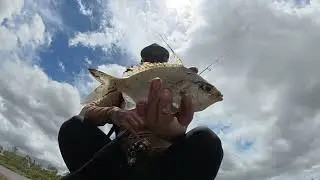 Bream on custom painted lures