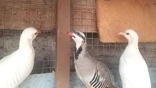 Como estão nossos filhotes de Perdiz chukar deis do nascimento até hj 112 dias