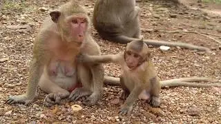Spoil baby monkey cry cry & screaming loudly trying to milk